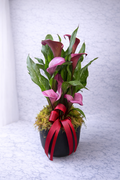 Calla Lily Plant