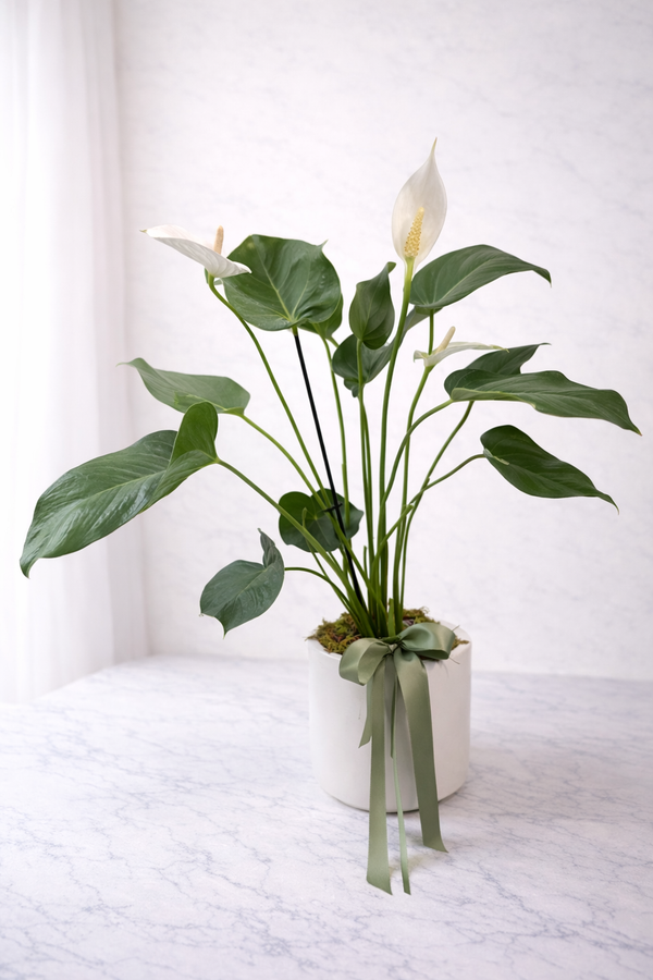 Anthurium Plant