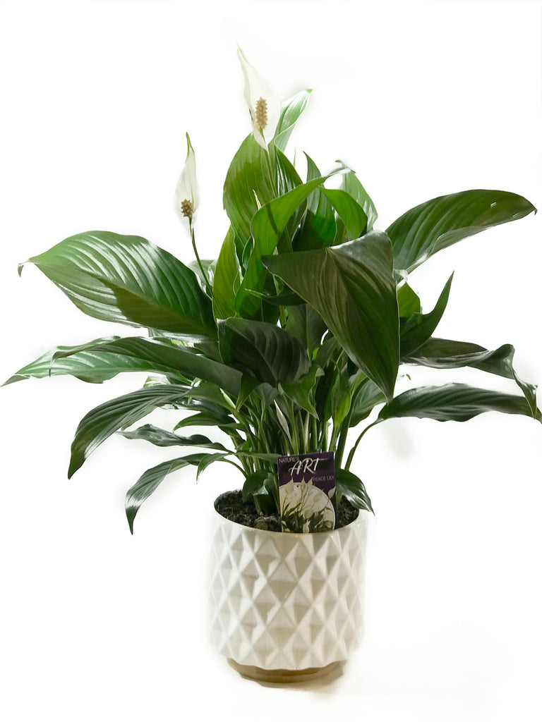 Peace Lily (Potted)